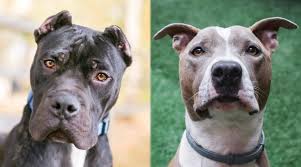 Favorite this post jul 28 male rottweiler. Presa Canario Vs American Pit Bull Terrier Differences Similarities