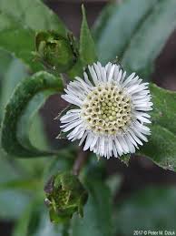 Image result for Eclipta prostrata