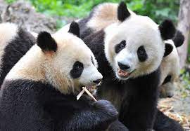 Déforestation & exploitation massive du bambou…» Panda Geant Caractere Habitat Alimentation Comportement Bebe Et Ou Voir