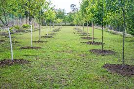 Tree Services Near Me Tree Service Trees To Plant Arborist