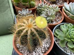 So heres a fan art of cactus balloon turning into my artstyle! Woke Up To My Balloon Cactus Blooming Succulents