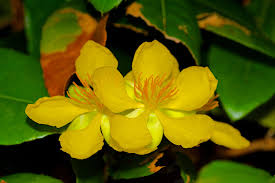 Image result for Ochna pretoriensis