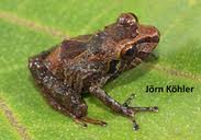 Image result for Pristimantis atillo