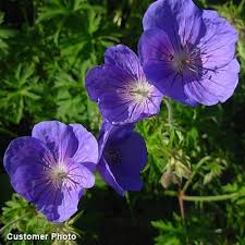 Image result for Geranium bohemicum Orhcid Blue