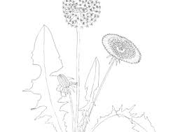 Image result for Taraxacum sp.