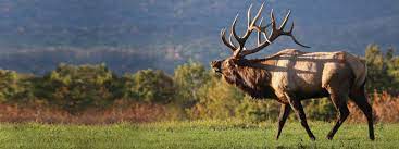 To reach the public viewing area, start at the benezette hotel and travel north along winslow hill road 3.5 miles. Best Pa Wilds Camping Austin Campground Potter County