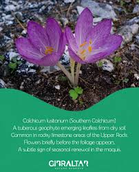 Image result for Dierama parviflorum