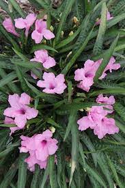 Ruellia Brittoniana Colobe Pink Mexican Petunia Plants Dwarf Mexican Petunia