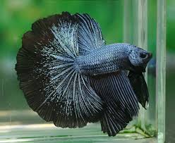 Betta Splendens Siamese Fighting Fish Betta Fish Types Betta Fish Betta