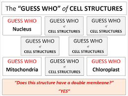 Cytoplasm contains a group of cellular structures called cell organelles. Structure Of Eukaryotic Plant Cells Aqa A Level Biology Teaching Resources
