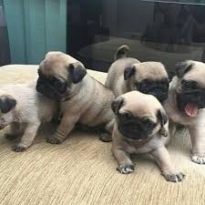 Check spelling or type a new query. Pug Puppies For Adoption Home Facebook