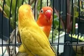 Pada dasarnya burung kacer merupakan burung yang memiliki memori dan daya ingat yang bagus. Tips Melatih Kekuatan Nafas Dan Mental Burung Lovebird Untuk Lomba Si Binatang