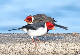 We did not find results for: Free Photo Yellow Billed Cardinal 8 28 2017 Keauhou Bay Kona Coast Hawaii Co Hawaii 01 With Juvenile Bird Road Rock Free Download Jooinn