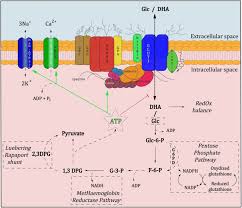For example, the membrane around peroxisomes shields the rest of the cell from peroxides, chemicals that can be toxic to the cell, and the cell membrane separates a cell from its surrounding medium. Glut1 Function And Interactions In Red Blood Cell Membrane The Main Download Scientific Diagram