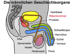 Du willst mehr über das thema weibliche geschlechtsorgane lernen? Weiblichen Geschlechtsorgane Arbeitsblatt