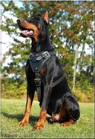 Agitation Protection Attack Leather Dog Harness Perfect For Your Doberman H1 1 H1 1073 Leather Agitation Dog Doberman Dog Harness Doberman Pinscher Dog