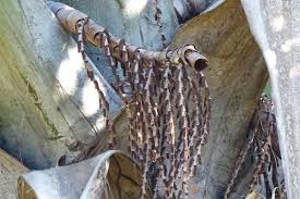 Image result for Chironia flexuosa