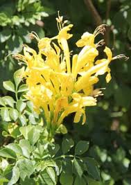 Full sun to part shade • water requirements: Cape Honeysuckle Yellow Stodels Garden Centre
