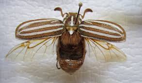 Hello, same as vancouver below. Striped June Beetle By Reptangle On Deviantart