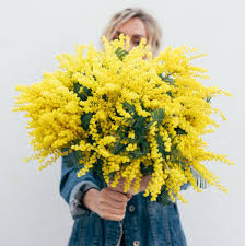 Image result for Mimosa