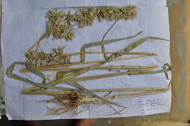 Image result for Cymbopogon caesius