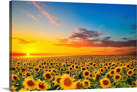 We did not find results for: Sunflower Canvas Sunflower Decor Sunflower Poster Sunflower Art Summer Sunflower Sunset Sunflower Photograph Sunflower Picture Color Art Collectibles Fontane Physio De