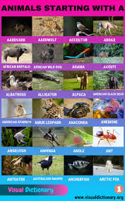 Only extinctions of the holocene epoch are included. Animals That Start With A Useful List Of 45 Animals Starting With A Visual Dictionary