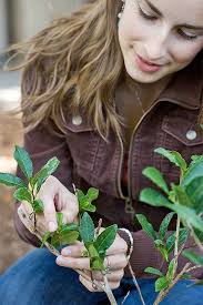 Foodal Podcast 003: Sophie Egan