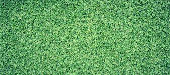 Frequent mowing with clipping removal will help prevent thatch accumulation. Which Zoysia Grass Type Is Right For My Lawn Abc Blog