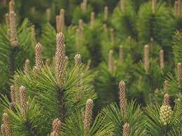 Reddit gives you the best of the internet in one place. Pine Conifer Nature Branches Needles Summer Finnish Growth Cactus Plant Pxfuel
