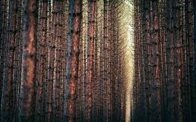 Pine Forest Wallpaper Hd Desktop Wallpapers 4k Hd 1920 x 1200 jpeg 547 кб. pine forest wallpaper hd desktop