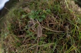 Image result for Crotalaria prolongata