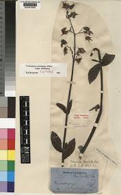 Image result for Trichodesma physaloides