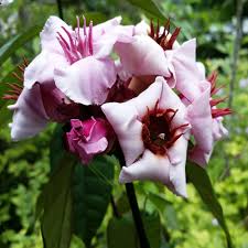 Image result for Strophanthus