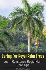 Royal Palm Tree Care How To Grow Roystonea Regia Palm Tree Care Palm Trees Palm Trees Landscaping