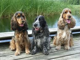 The Girls Mille Diva And Wilda Cocker Spaniel Dog Spaniel Breeds Cocker Spaniel