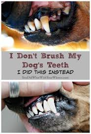 I Don T Brush My Dog S Teeth I Did This Instead Dog Teeth Cleaning Dog Teeth Dog Dental