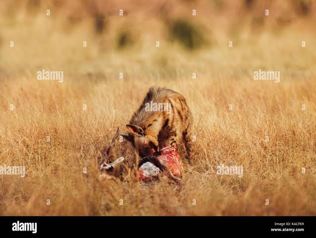 Hyena india hi-res stock photography and images - Alamy