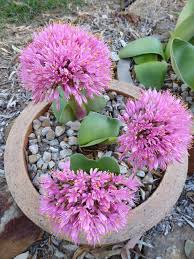 Image result for Haemanthus montanus