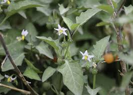 Image result for Solanum sp. A