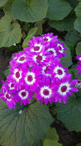 Image result for Cineraria deltoidea