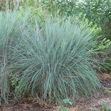 Image result for Schizachyrium
