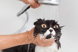 Some novice cat owners ask if cats need to be bathed and how often should owners do that? How To Give A Cat A Bath And Survive Catster