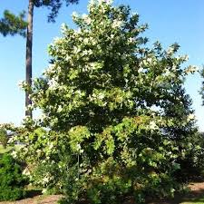 Image result for Platanaceae