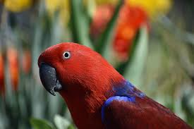 Image result for parrot