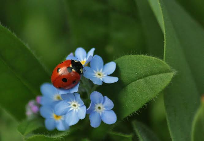 Flor de nomeolvides tamaño