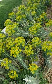 Image result for Euphorbia spissiflora