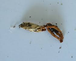 Image result for Pseudocolus schellenbergiae