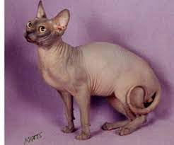 Συνήθως οι γάτες δεν χρειάζονται μπάνιο, γιατί η θερμοκρασία του. Sphynx Sweet Kittens