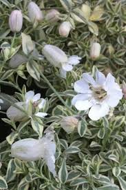 Image result for Silene